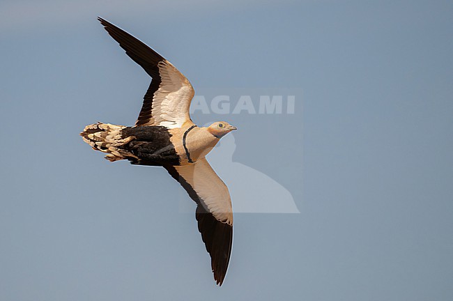  stock-image by Agami/Eduard Sangster,