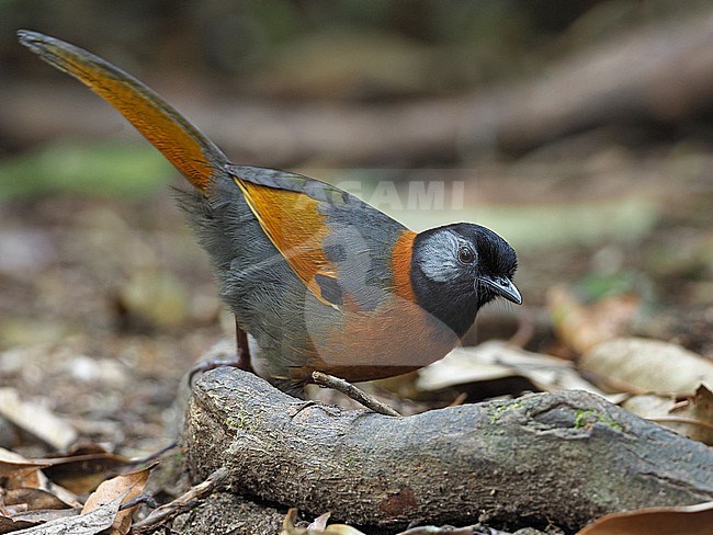 Endangered Collared Laughingthrush (Trochalopteron yersini). Endemic to Vietnam. It is threatened by habitat loss. stock-image by Agami/James Eaton,