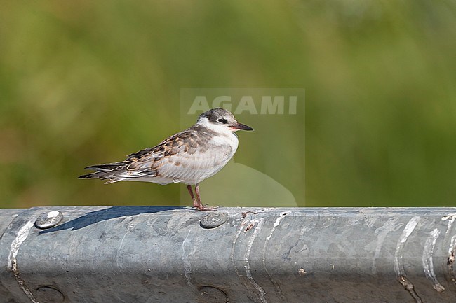 Juvenile Whiskered Tern (Chlidonias hybrida) in the Ebro delta in Spain during autumn. Standing on a road barrier. stock-image by Agami/Marc Guyt,