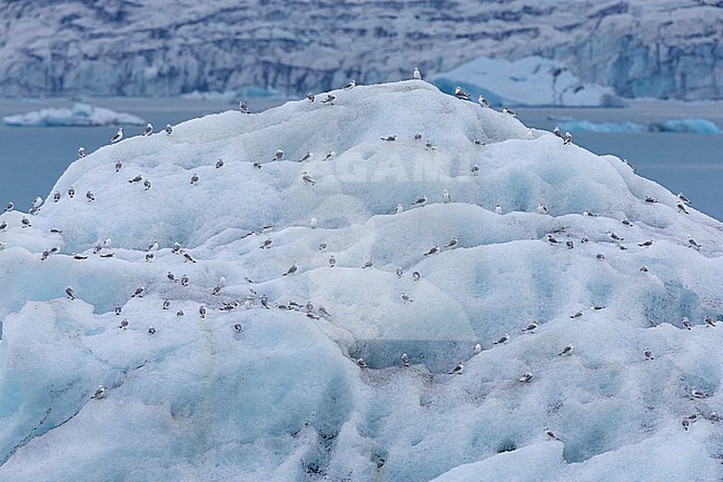 Black-legged Kittiwake (Rissa tridactyla), a flock resting on an iceberg, Southern Region, Iceland stock-image by Agami/Saverio Gatto,