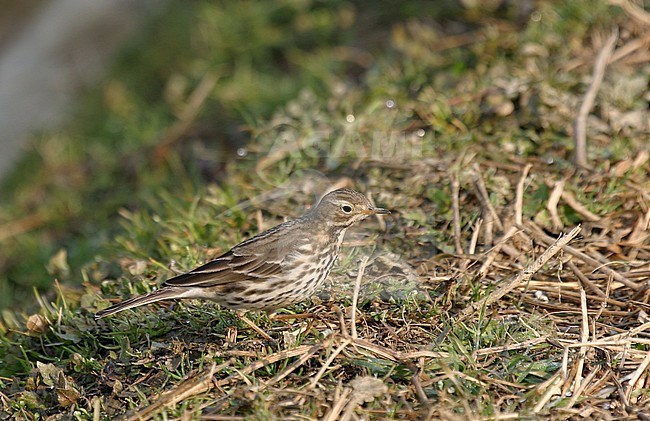 Wintering Siberian Buff-bellied Pipit (Anthus rubescens japonicus) in Hokkaido, northern Japan. Standing on the ground. stock-image by Agami/Pete Morris,