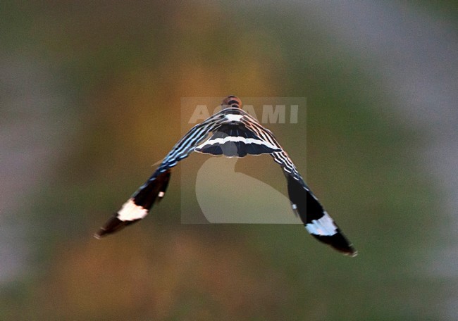 Hop, Eurasian Hoopoe, Upupa epops stock-image by Agami/Marc Guyt,