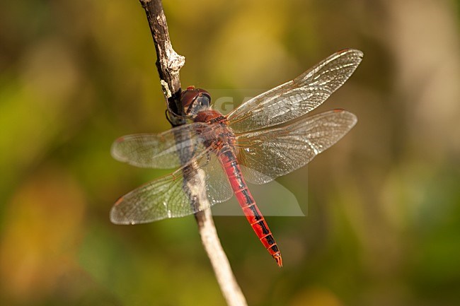 Mannetje Macrodiplax cora, Male Cora's Pennant stock-image by Agami/Wil Leurs,
