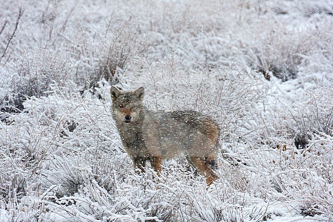 An Iranian Wolf (Canis lupus pallipes) caught in the middle of a blizzard in Elburz Mountains, Golestan National Park, Iran. A subspecies which is rare and seldenly seen stock-image by Agami/Edwin Winkel,