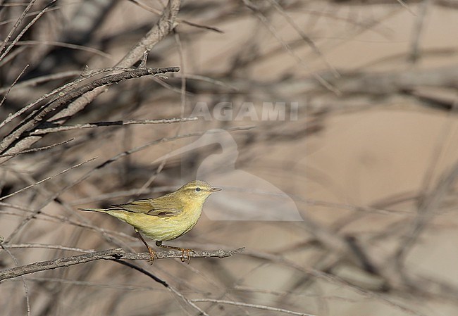 Autumn Willow Warbler (Phylloscopus trochilus) in Spain. stock-image by Agami/Marc Guyt,