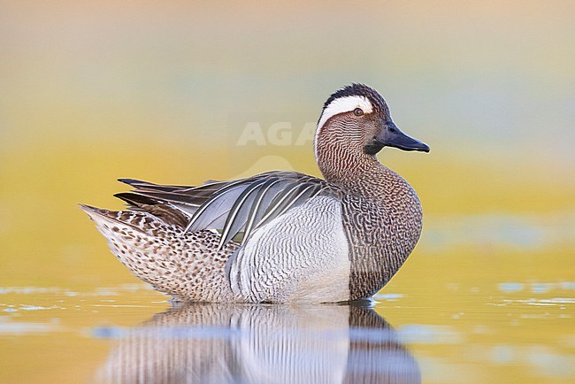 Garganey (Anas querquedula), side view of an adult male standing in the water, Campania, Italy stock-image by Agami/Saverio Gatto,
