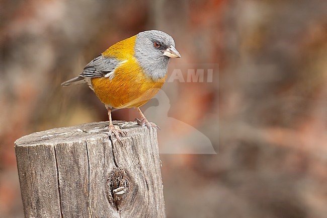 Birds of Peru, the Peruvian Sierra-finch stock-image by Agami/Dubi Shapiro,