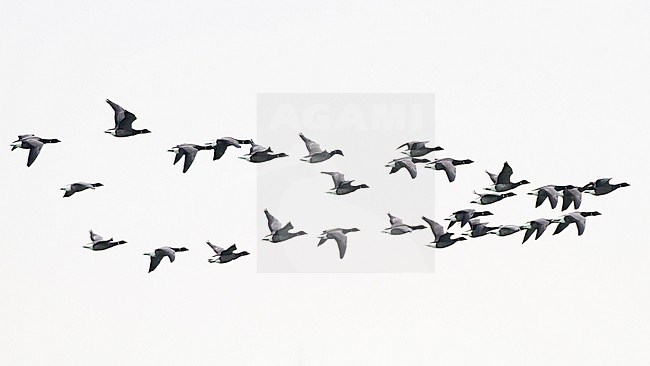 Dark-bellied Brent, Branta bernicla flock flying in formation with grey sky stock-image by Agami/Menno van Duijn,