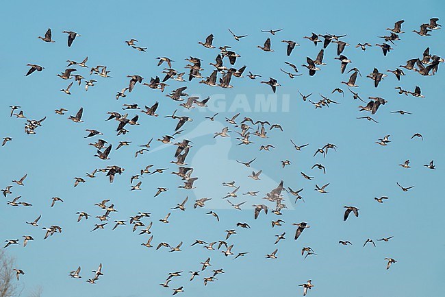  stock-image by Agami/Brian E Small,