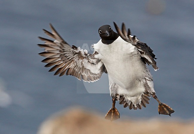 Zomerkleed Zeekoet in de vlucht; Summer plumaged Common Murre in flight stock-image by Agami/Markus Varesvuo,