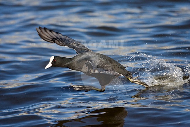 Eurasian Coot running on the water; Meerkoet rennend over het water stock-image by Agami/Marc Guyt,