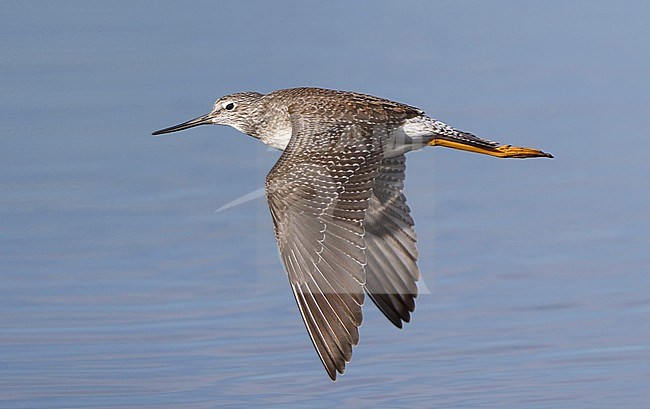 Greater Yellowlegs, Tringa melanoleuca, in flight at New Jersey, USA stock-image by Agami/Helge Sorensen,