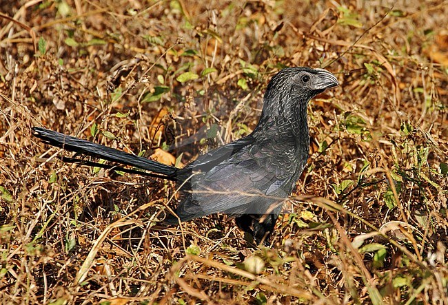 Groefsnavelani, Groove-billed Ani, Crotophaga sulcirostris stock-image by Agami/Greg & Yvonne Dean,