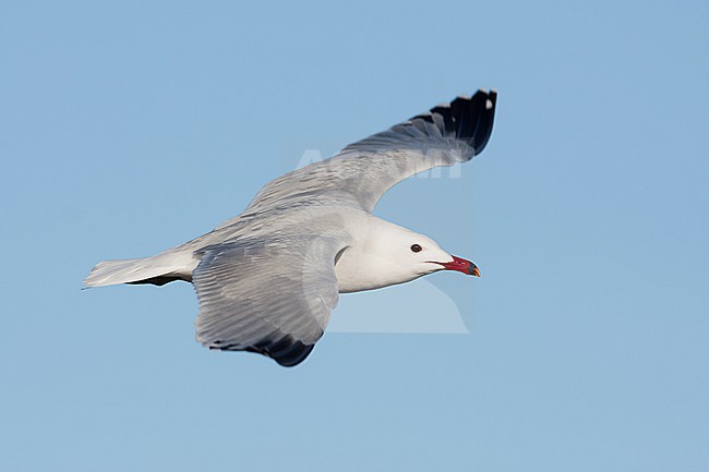 Audouin's Gull - Korallenmöwe - Larus audouinii, Spain (Mallorca), adult stock-image by Agami/Ralph Martin,