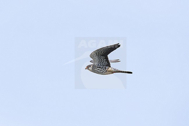 second calendar year female or immature female amur falcon (falco amurensis) in flight, found near Khalk River in eastern Mongolia in Dornod Aimag stock-image by Agami/Mathias Putze,