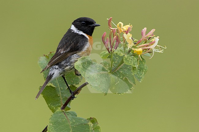 European Stonechat male perched; Roodborsttapuit man zittend stock-image by Agami/Daniele Occhiato,