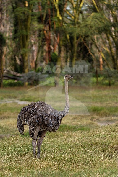 An Ostrich, Struthio camelus, at Lake Nakuru National Park. Lake Nakuru National Park, Kenya, Africa. stock-image by Agami/Sergio Pitamitz,
