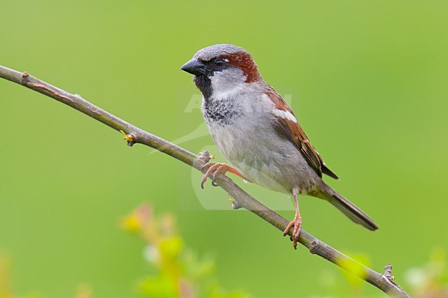 Mannetje Huismus; Male House Sparrow stock-image by Agami/Arnold Meijer,