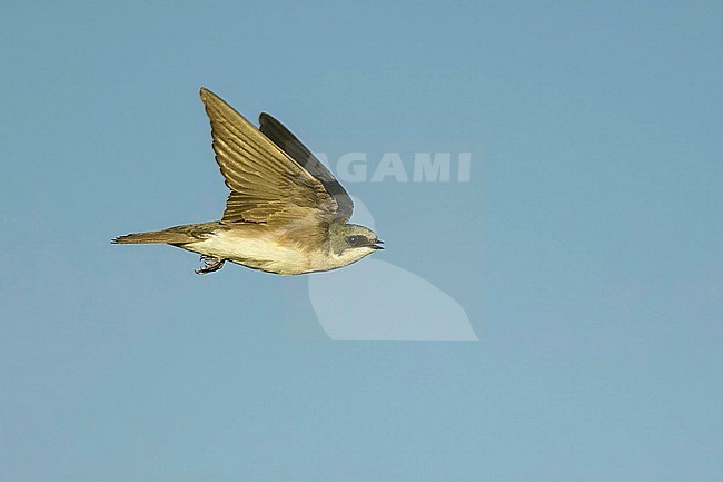 Tree Swallow, Tachycineta bicolor, in flight seen from below.
Imperial County, California, USA. stock-image by Agami/Brian E Small,