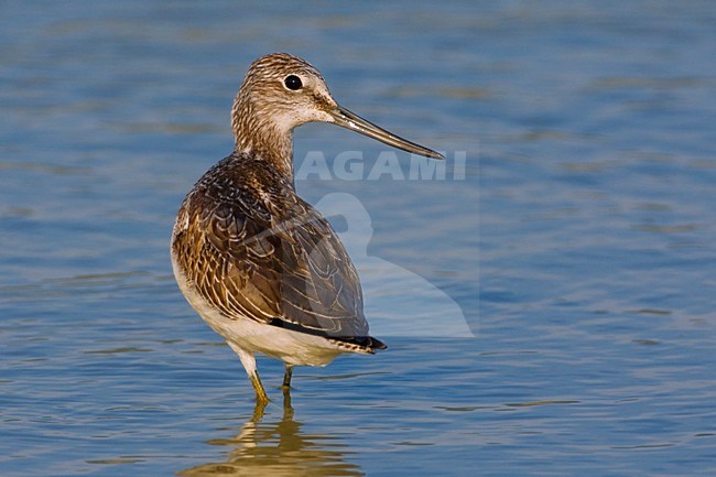 Juveniele Groenpootruiter; Juvenile Common Greenshank stock-image by Agami/Daniele Occhiato,