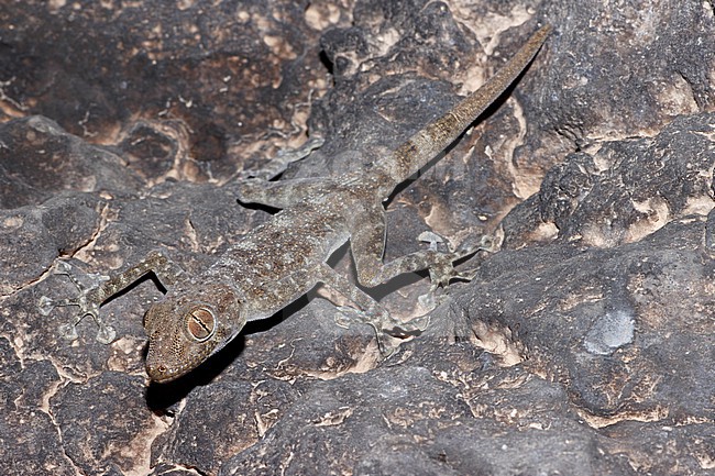 Dhofar fan-footed gecko (Ptyodactylus dhofarensis) taken the 28/02/2023 at Dhofar - Oman. stock-image by Agami/Nicolas Bastide,