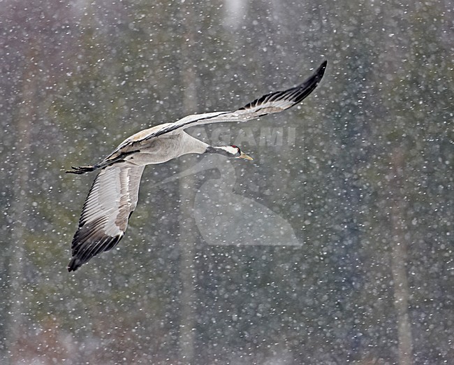 Common Crane flying in the snow; Kraanvogel vliegend in sneeuwbui stock-image by Agami/Markus Varesvuo,