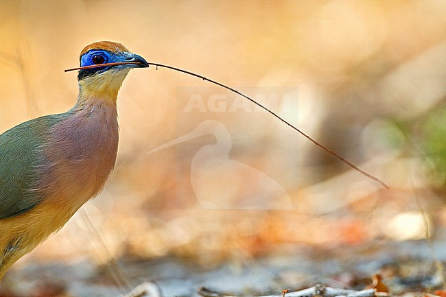 Roestkopcoua, Red-capped Coua stock-image by Agami/Dubi Shapiro,