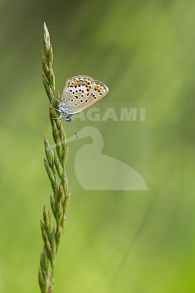 Female silver-studded blue (plebejus argus) hanging head over at grass stock-image by Agami/Mathias Putze,