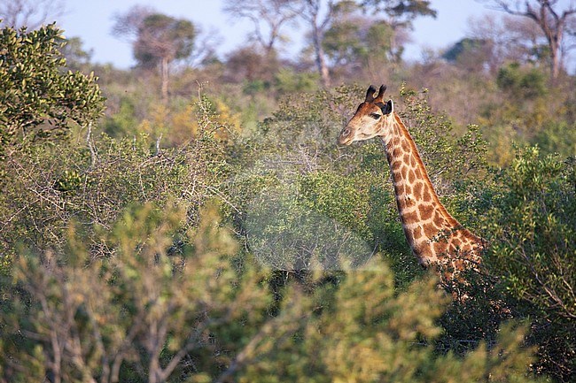 Southern giraffe (Giraffa giraffa) standing in vegetation at Kruger National Park in summer stock-image by Agami/Caroline Piek,