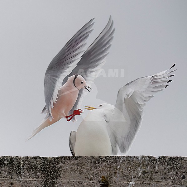 Close-up of an adult male Ross's Gull (Rhodostethia rosea) attacking an adult Black-legged Kittiwake (Rissa tridactyla) stock-image by Agami/Markku Rantala,