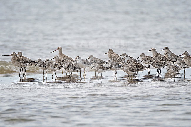 Nordmann's Greenshank (Tringa guttifer) with Great Knots (Calidris tenuirostris) at Laem Pak Bia, Thailand. stock-image by Agami/Pete Morris,