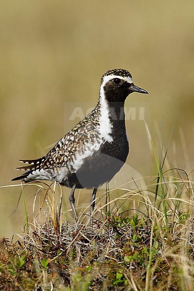 Adult male Pacific Golden Plover () in breeding plumage standing on the tundra of Seward Peninsula, Alaska, USA. stock-image by Agami/Brian E Small,