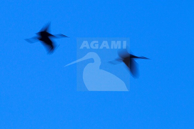 Kraanvogel, Common Crane, Grus grus stock-image by Agami/Menno van Duijn,
