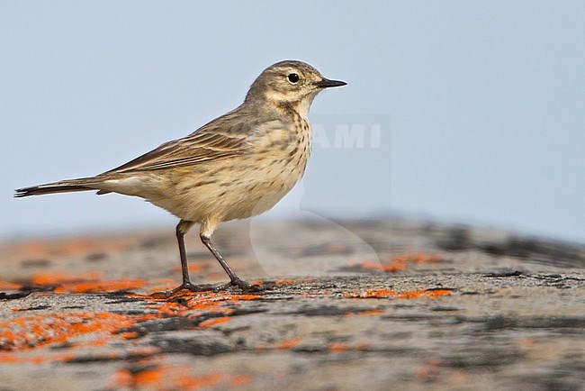 American Pipit (Anthus rubescens) perched on a rock in Churchill, Manitoba, Canada. stock-image by Agami/Glenn Bartley,