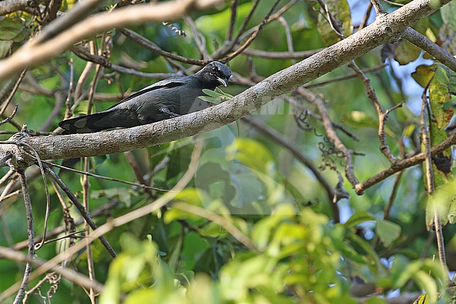 Male Pale-shouldered Cicadabird (Edolisoma dohertyi)in the Lesser Sundas, Indonesia. stock-image by Agami/James Eaton,