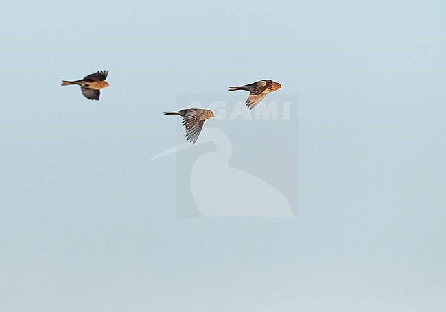 Winter Twite (Carduelis flavirostris) in the Slufter on Texel in the Netherlands. Three Twites in flight. stock-image by Agami/Marc Guyt,