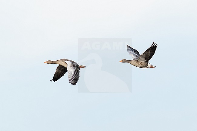 greylag goose (anser anser) in flight during autumn migration, found at Fehmarn at the Baltic Sea in Germany stock-image by Agami/Mathias Putze,
