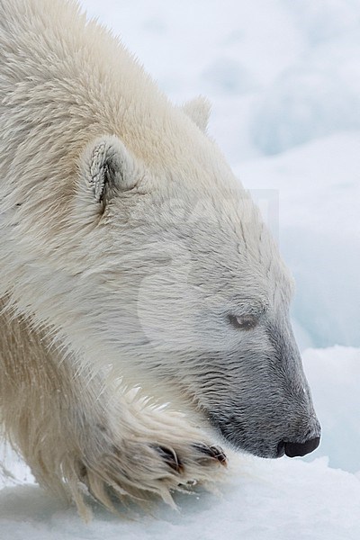 Close up of a polar bear, Ursus maritimus, on the North polar ice pack. Arctic ocean stock-image by Agami/Sergio Pitamitz,