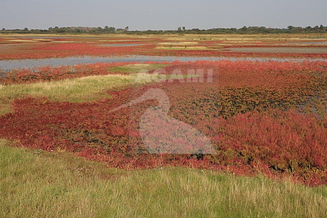 Kustvegetatie Goeree-Overflakkee; Coastal vegetation Goeree-Overflakkee stock-image by Agami/Jacques van der Neut,