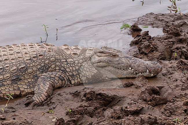 A Nile crocodile, Crocodilus niloticus, resting on a bank of the Mara River. Mara River, Masai Mara National Reserve, Kenya. stock-image by Agami/Sergio Pitamitz,