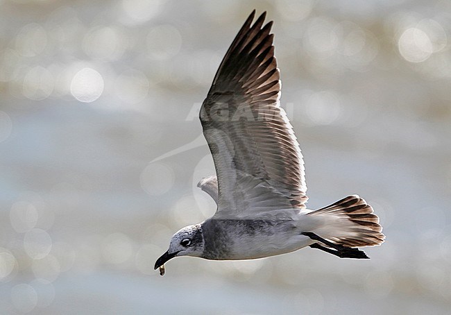 Laughing Gull, Larus atricilla megalopterus, 1stWinter  at Brigantine, New Jersey, USA stock-image by Agami/Helge Sorensen,