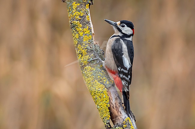 Great Spotted Woodpecker (Dendrocopos major) stock-image by Agami/Daniele Occhiato,