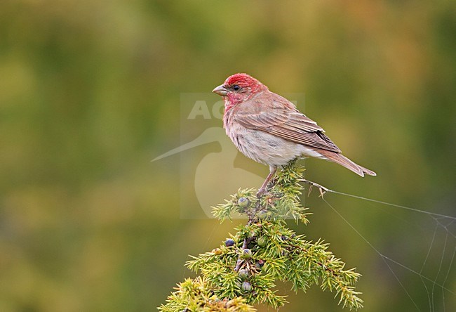 Volwassen mannetje Roodmus zittend; Adult male Common Rosefinch perched stock-image by Agami/Markus Varesvuo,