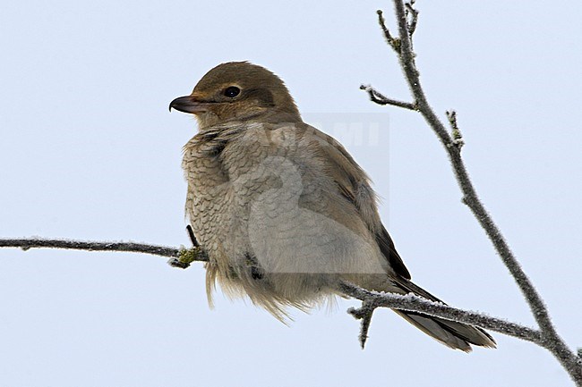 Northern Shrike (Lanius excubitor) perched on a branch in Victoria, British Columbia, Canada. stock-image by Agami/Glenn Bartley,