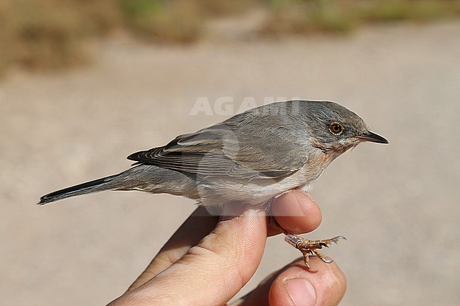Adult female Eastern Subalpine Warbler (Curruca cantillans) caught in Eilat, Israel. Seen from the side. stock-image by Agami/Christian Brinkman,