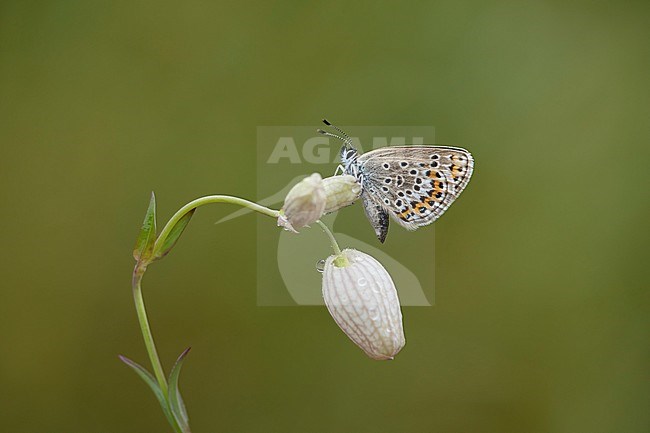 Heideblauwtje op blaassiilene; Silver-studded Blue on Silene vulgaris; stock-image by Agami/Walter Soestbergen,