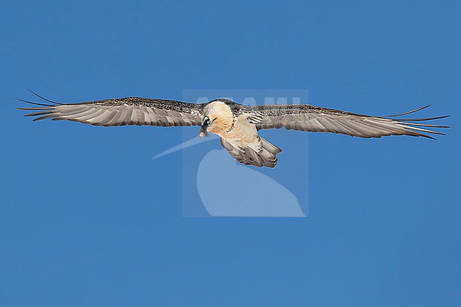 Adult  Bearded Vulture (Gypaetus barbatus) flying against blue sky  in the swiss alps. stock-image by Agami/Marcel Burkhardt,