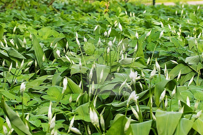 Ramsons, Bear's Garlic stock-image by Agami/Wil Leurs,