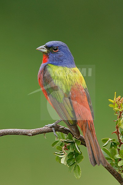 Adult male breeding
Galveston Co., TX
April 2006 stock-image by Agami/Brian E Small,