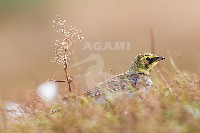 Strandleeuwerik, Shore Lark, Eremophila alpestris stock-image by Agami/Menno van Duijn,